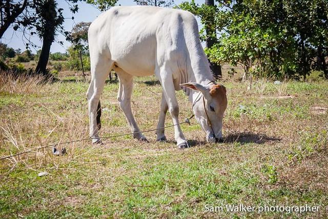KCCC-image-by-Sam-Walker-Cow62-web
