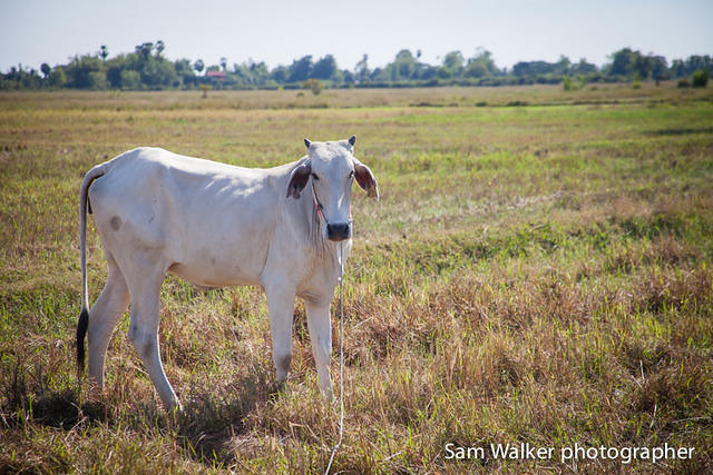 KCCC-image-by-Sam-Walker-cow13-3-web