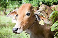 Our Cows