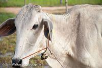 Clarabelle