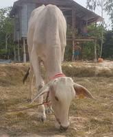 received 1825555240800948
