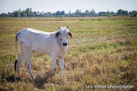 KCCC-image-by-Sam-Walker-cow13-3-web