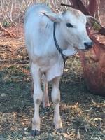 TREV"S CALF